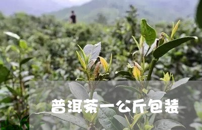 普洱茶一公斤包装/2023112634369