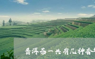 普洱茶一共有几种香气/2023062090593