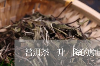 普洱茶一升一降的原因/2023092972614