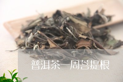 普洱茶一周菩提根/2023110372536