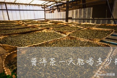 普洱茶一天能喝多少杯/2023072152706