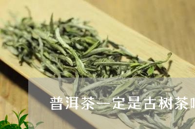 普洱茶一定是古树茶吗/2023062263927