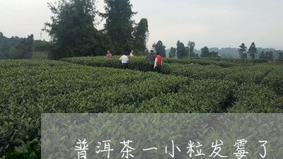 普洱茶一小粒发霉了/2023082963747