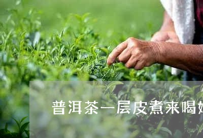 普洱茶一层皮煮来喝好吗/2023110640741