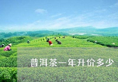 普洱茶一年升价多少/2023091506268