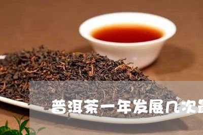 普洱茶一年发展几次最好/2023110689505