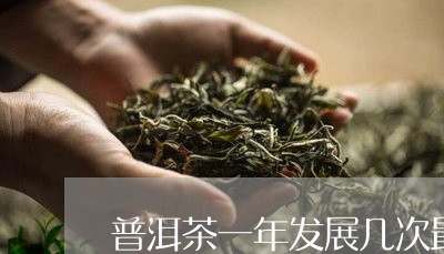 普洱茶一年发展几次最好/2023121638250