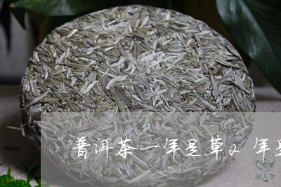 普洱茶一年是草2年是/2023092603147