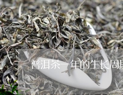 普洱茶一年的生长周期/2023062969414