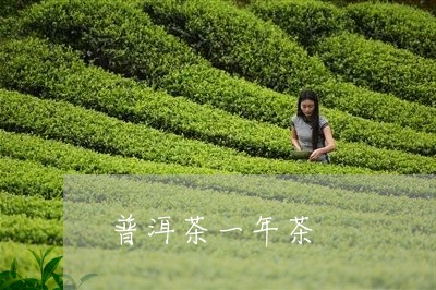 普洱茶一年茶/2023042763882