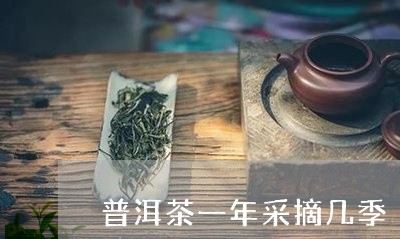 普洱茶一年采摘几季/2023091580606