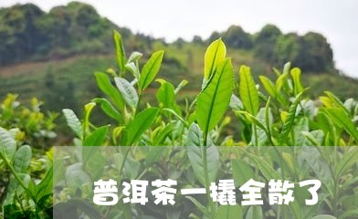 普洱茶一撬全散了/2023112664927