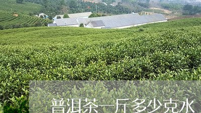 普洱茶一斤多少克水/2023091515058