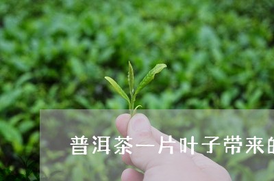 普洱茶一片叶子带来的福利/2023112882715