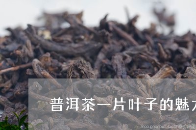 普洱茶一片叶子的魅力/2023072322635