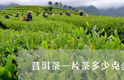 普洱茶一片茶多少克合适/2023103139490