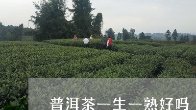 普洱茶一生一熟好吗/2023120571825