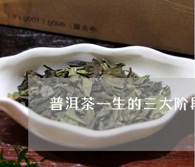 普洱茶一生的三大阶段/2023061517315