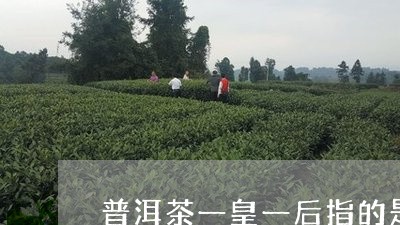 普洱茶一皇一后指的是/2023062060582