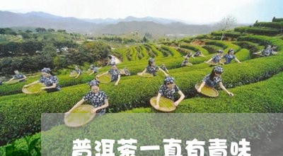 普洱茶一直有青味/2023112628684