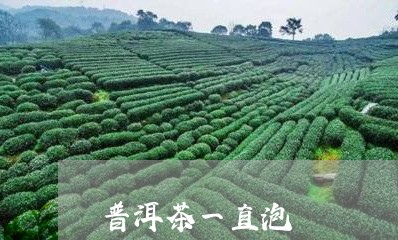 普洱茶一直泡/2023042956788