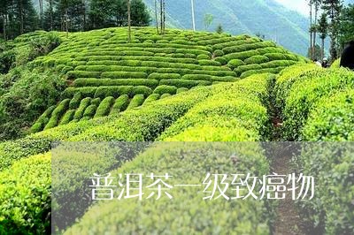 普洱茶一级致癌物/2023110351506