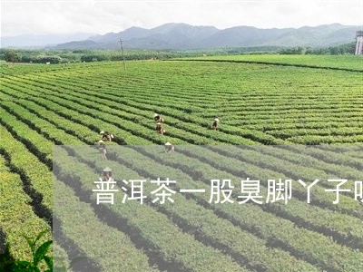 普洱茶一股臭脚丫子味/2023092560492