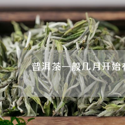 普洱茶一般几月开始有/2023092830794