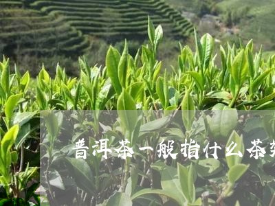 普洱茶一般指什么茶类最好/2023110605139