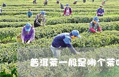 普洱茶一般是哪个茶叶/2023072328481