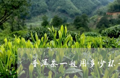 普洱茶一般用多少杯子/2023072275937