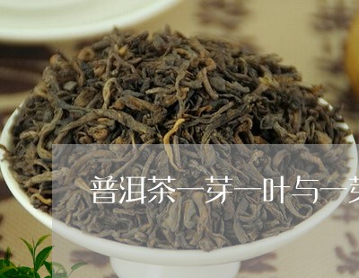 普洱茶一芽一叶与一芽两叶/2023051315148