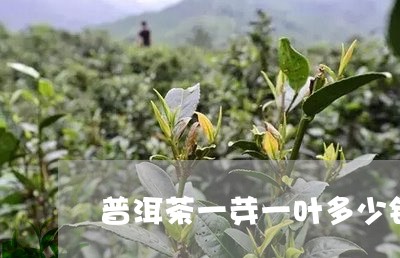 普洱茶一芽一叶多少钱一斤/2023082572605