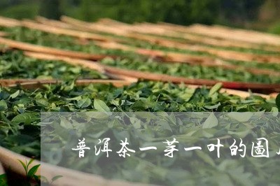 普洱茶一芽一叶的图片/2023061505938