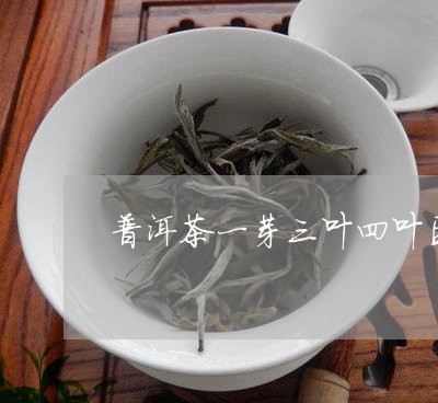 普洱茶一芽三叶四叶区别/2023102496149