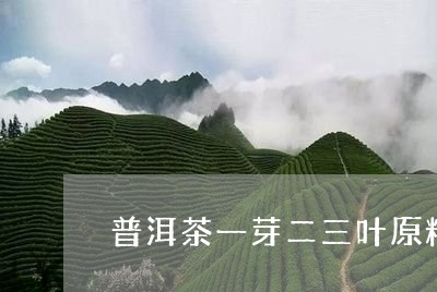 普洱茶一芽二三叶原料/2023092921693