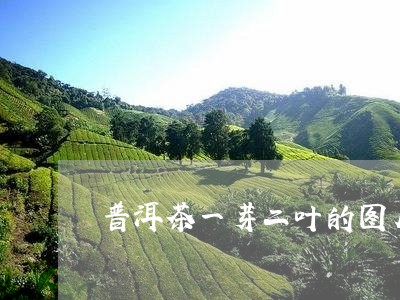 普洱茶一芽二叶的图片/2023092875835