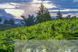 普洱茶一见倾心/2023102605158