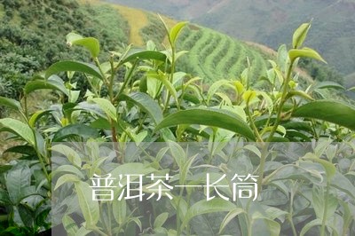 普洱茶一长筒/2023042836671