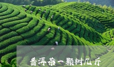 普洱茶一颗树几斤/2023112611603