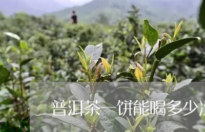 普洱茶一饼能喝多少次/2023061569694