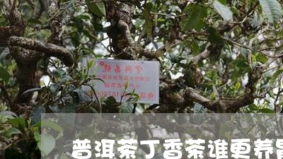 普洱茶丁香茶谁更养胃/2023062469491