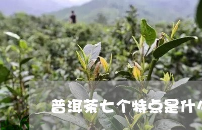 普洱茶七个特点是什么茶/2023110685360