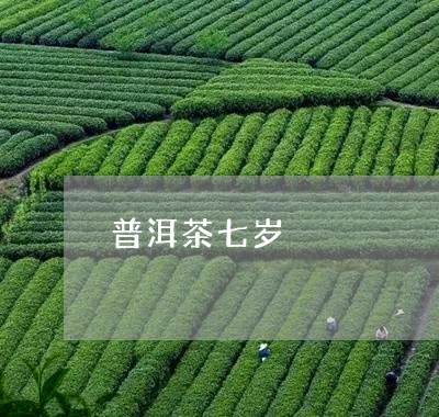 普洱茶七岁/2023112623826