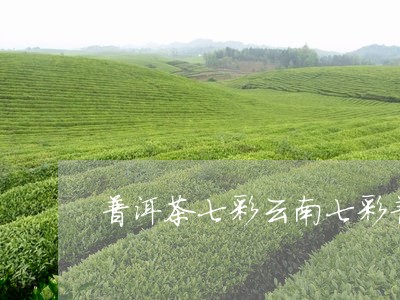 普洱茶七彩云南七彩普洱茶产/2023052744827