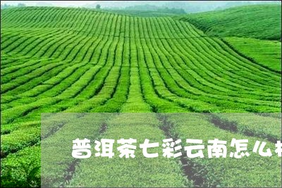 普洱茶七彩云南怎么样/2023072227380