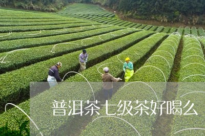 普洱茶七级茶好喝么/2023120564048