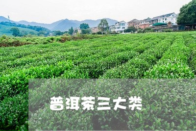 普洱茶三大类/2023090640825