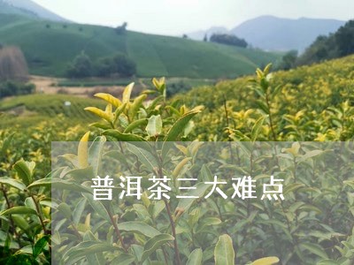 普洱茶三大难点/2023102678249