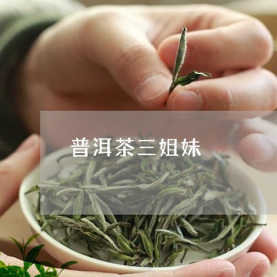 普洱茶三姐妹/2023042606896